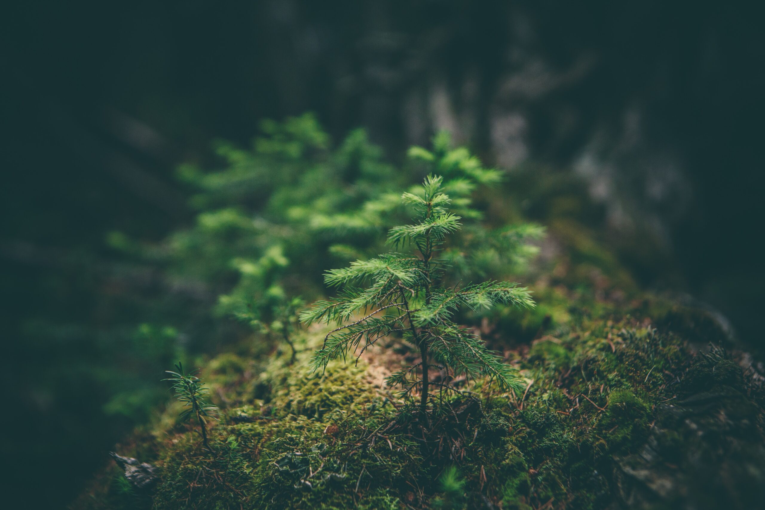 Matthew Smith Rfflri94rs8 Unsplash Matthew Smith Rfflri94rs8 Unsplash